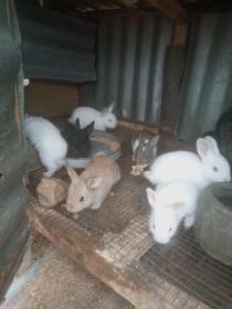 Rabbit weaners