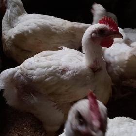 Healthy broilers